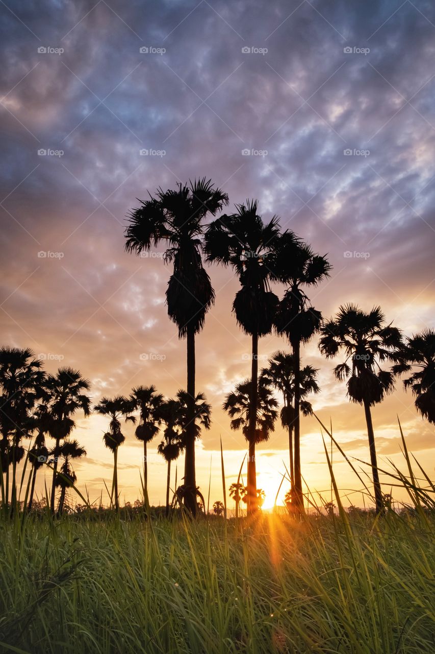 Sunrise behind sugar palm in rice field