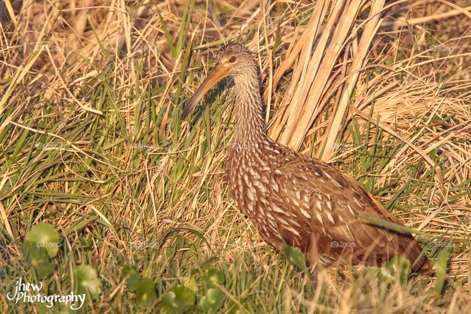 Limpkin