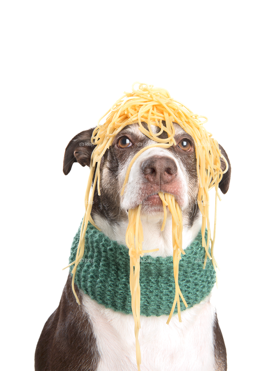 Dog with spaghetti 