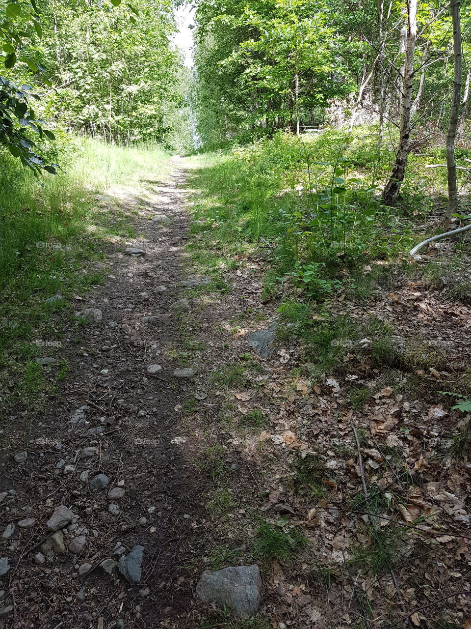 trail