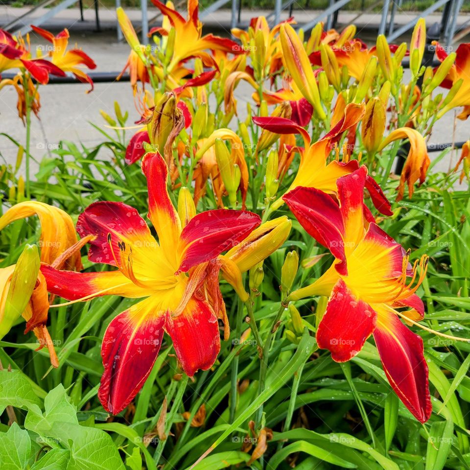 Walking down streets with gardens.