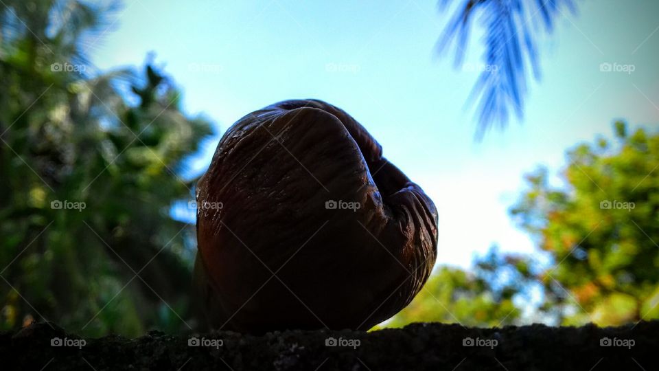 Nature, No Person, Tree, Outdoors, Leaf