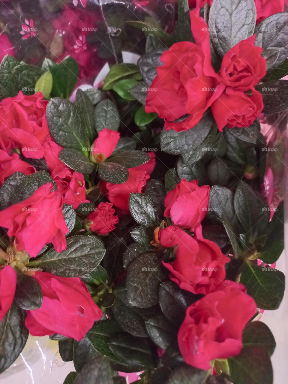 Azaleia ( Rhododendron Simsii) é uma planta arbustiva, muito famosa por suas flores com cores belas e vibrantes, que pode ser usada tanto em vasos e jardins, para ornamentar, como também, para formação de cercas vivas