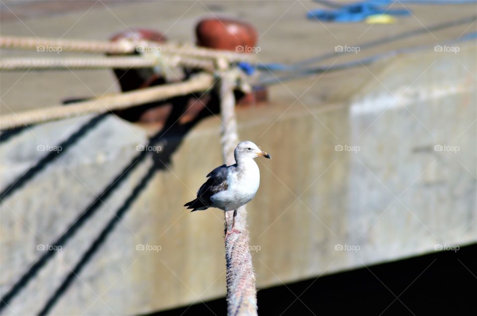 Seagull resting on the mooring rope