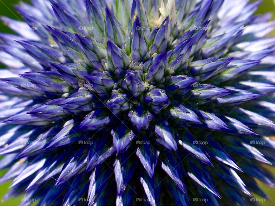 Close up of purple flower