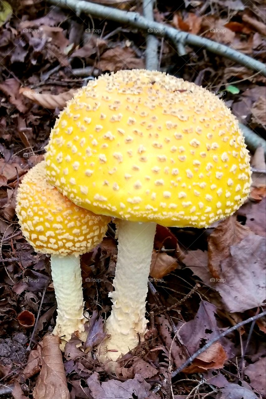 Wild Yellow and white mushrooms