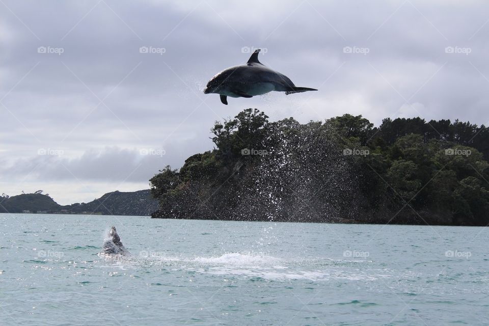 Dolphin flying