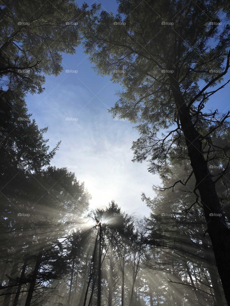 looking up at sun through pine trees