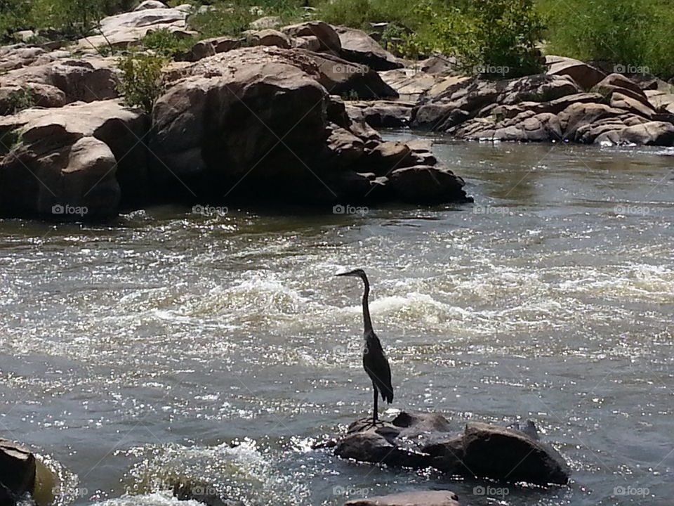 River bird