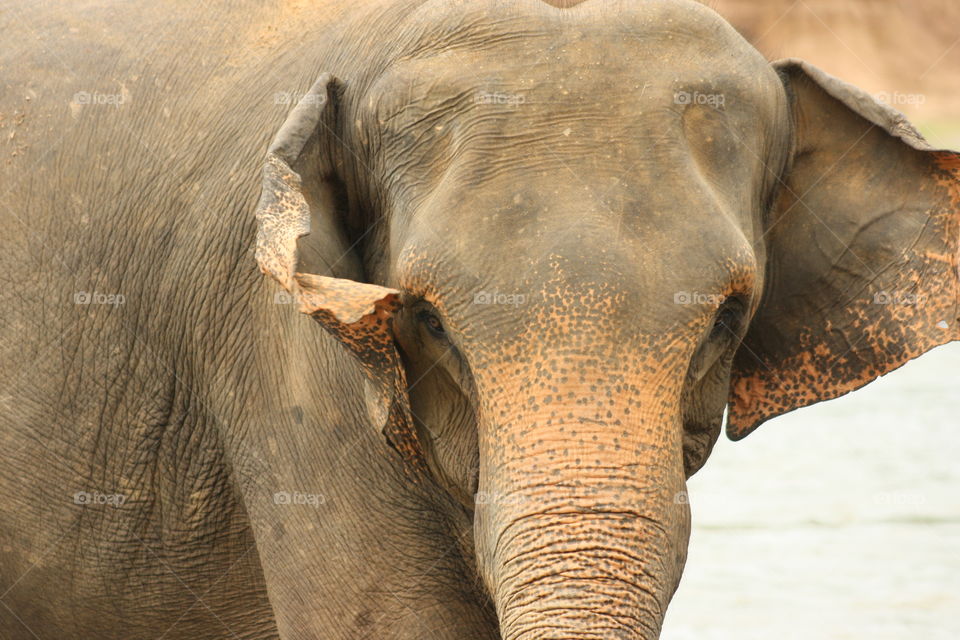 Of all the photos I've ever taken, this is definitely one of my favorites. Local wildlife in Sri Lanka.