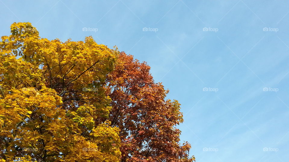 tree colorful and blue sky in autumn