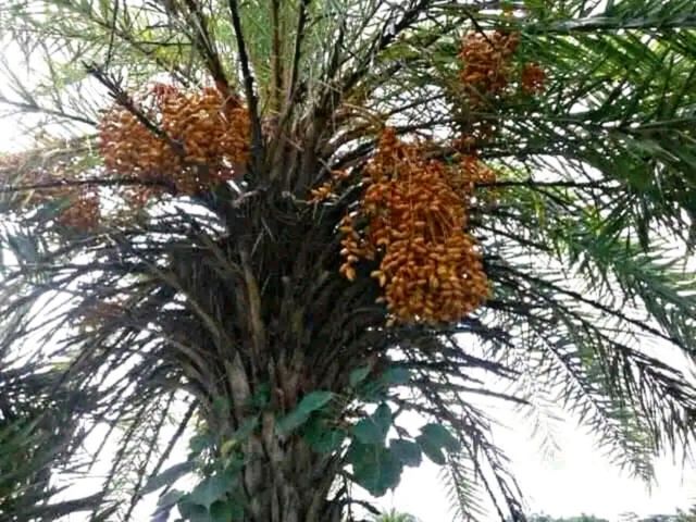 A most beautiful and attractive view in the farm.