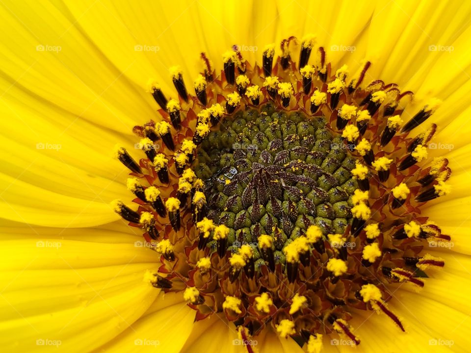 Closeup of a yellow common sunflower - Helianthus annuus L.