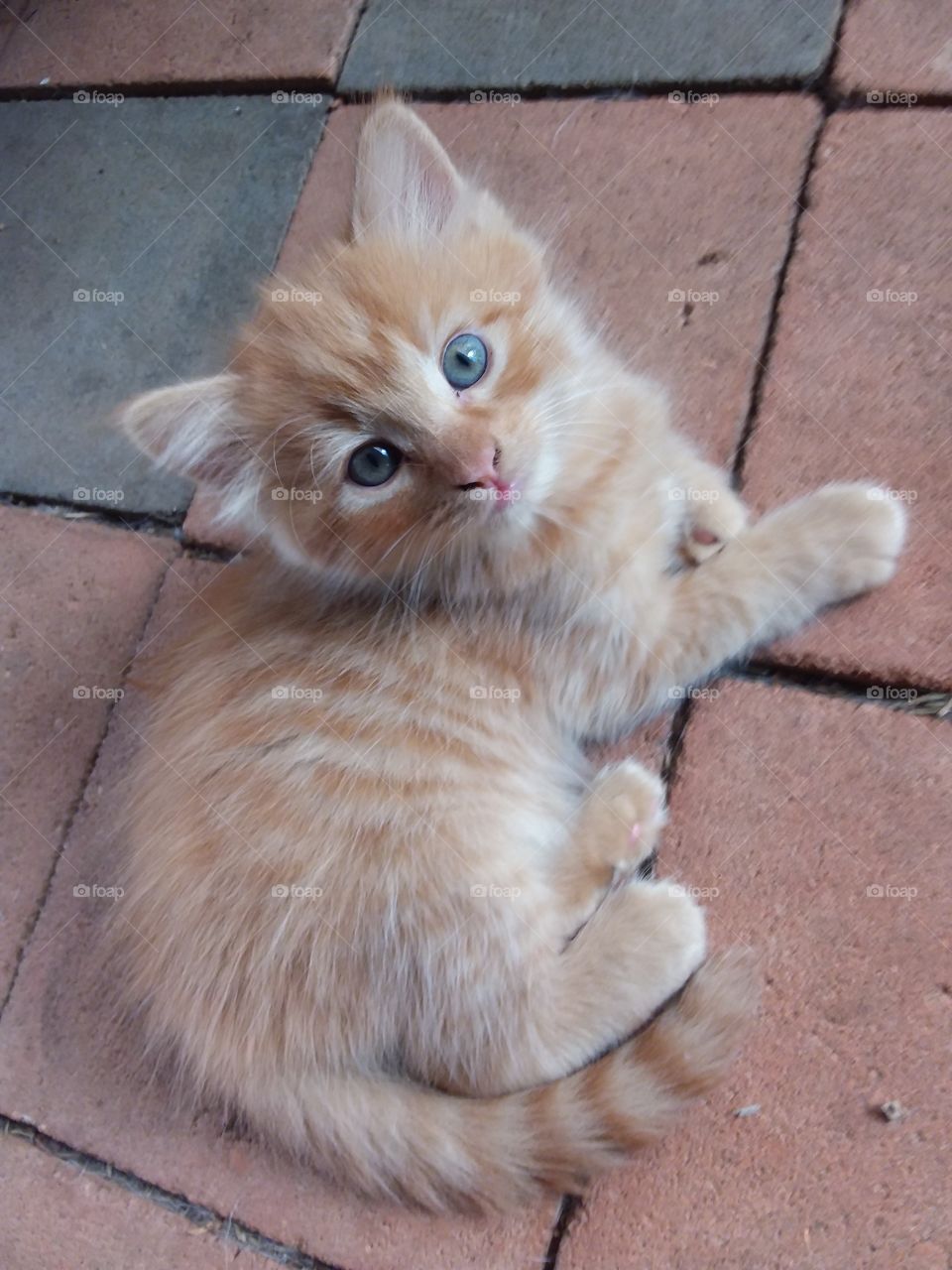 An Adorable little kitten