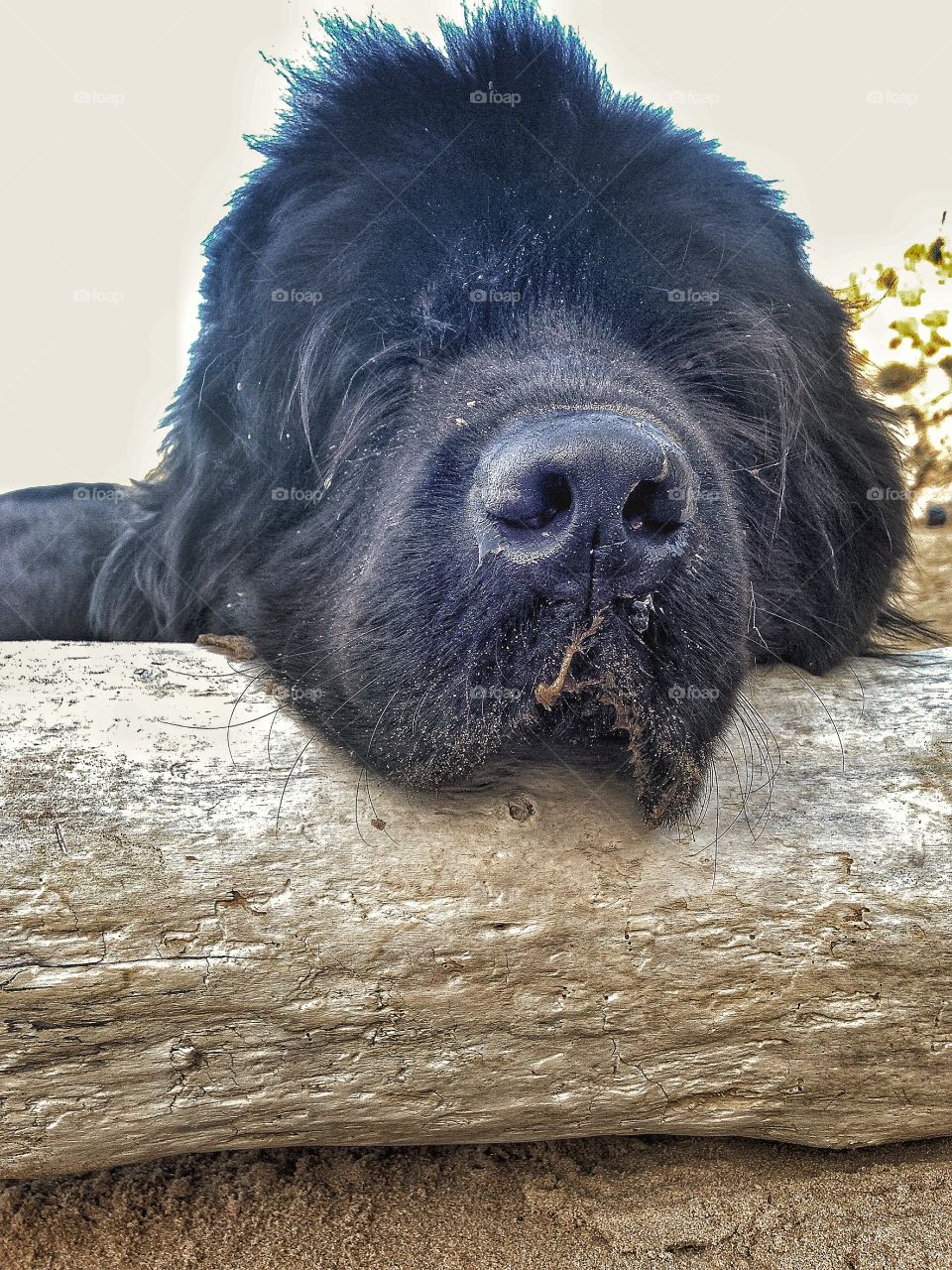 Close-up of dog sleeping