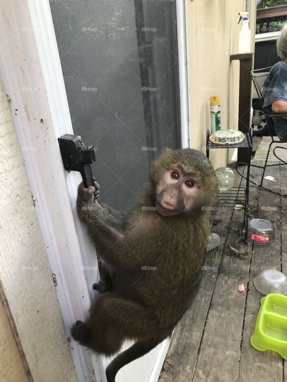 baboon monkey