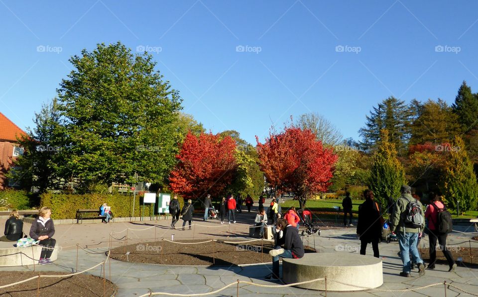 people enjoying fall in a parc. people enjoying fall in a parc