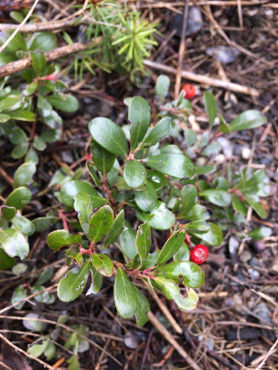 A small ground plant with red berries