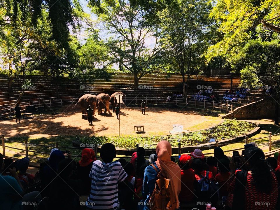 Elephant zoo