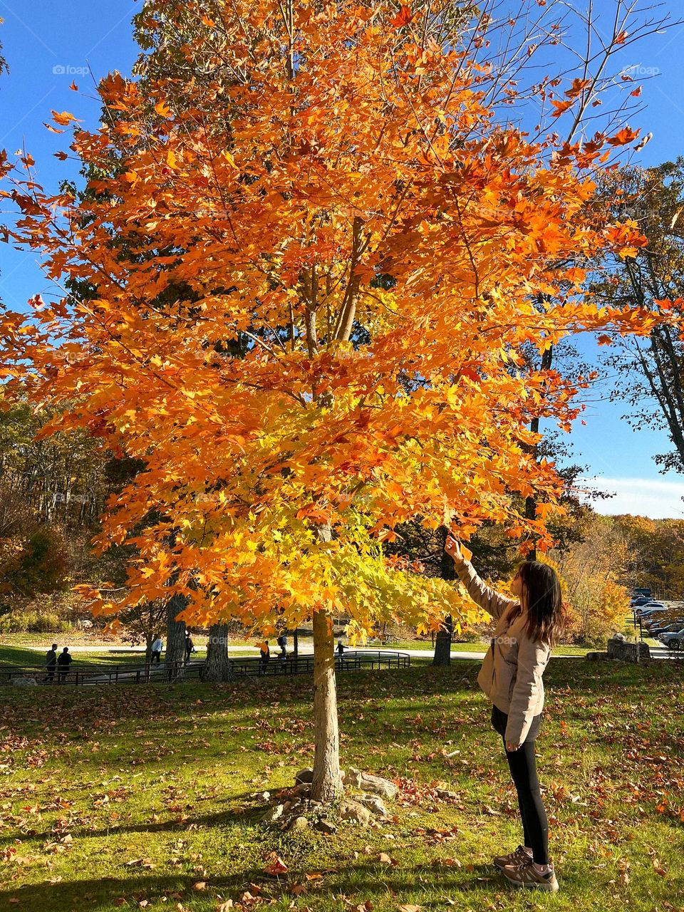 Red leaf or yellow leaf? 🍂 