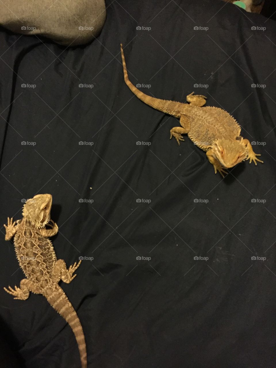 Reptile, Lizard, One, Portrait, Gecko