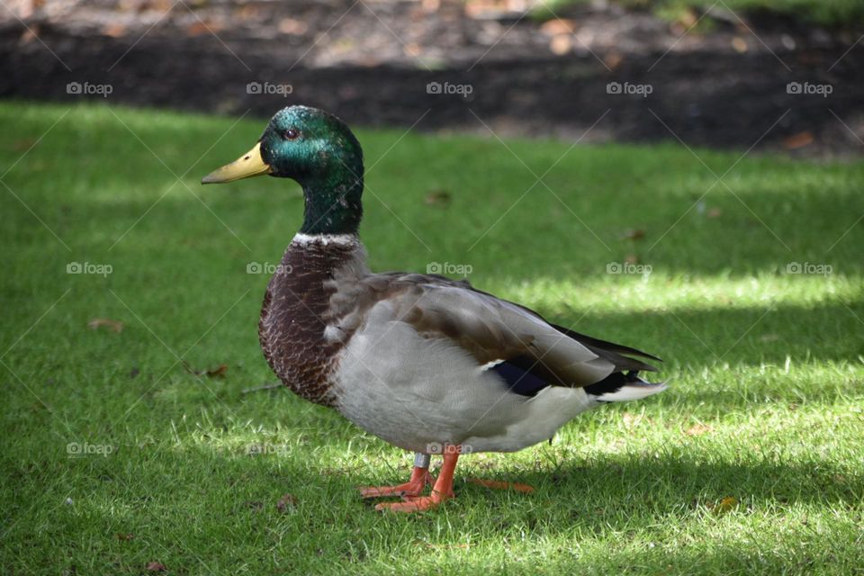 Mallard Duck