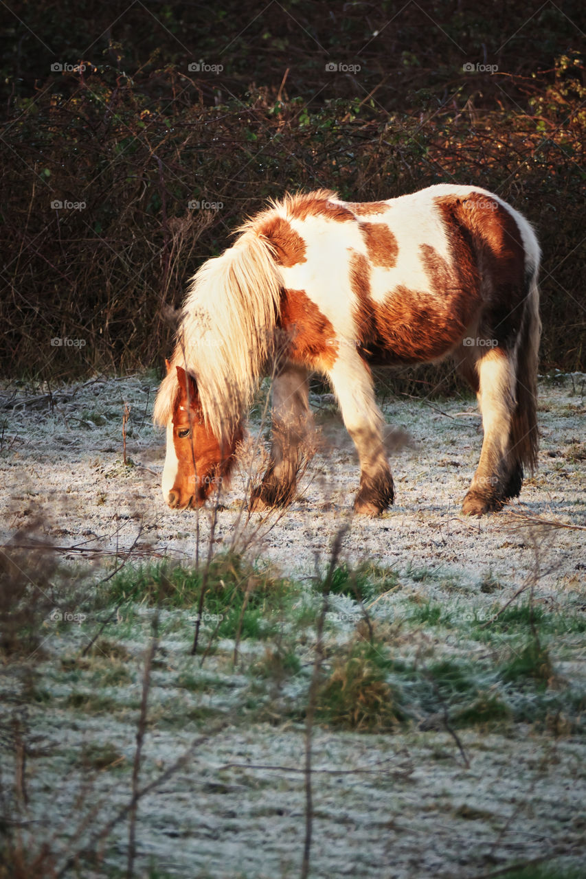 Horse on the frozen pasture