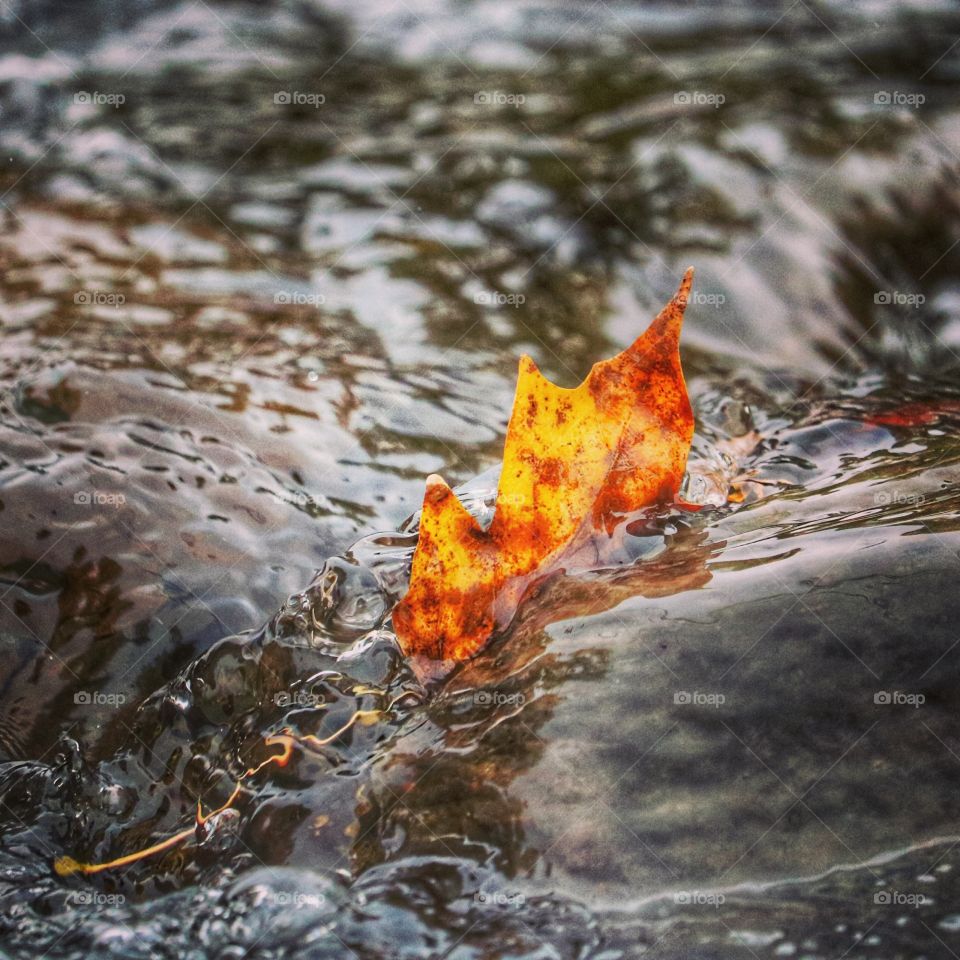 the leaf in the creek