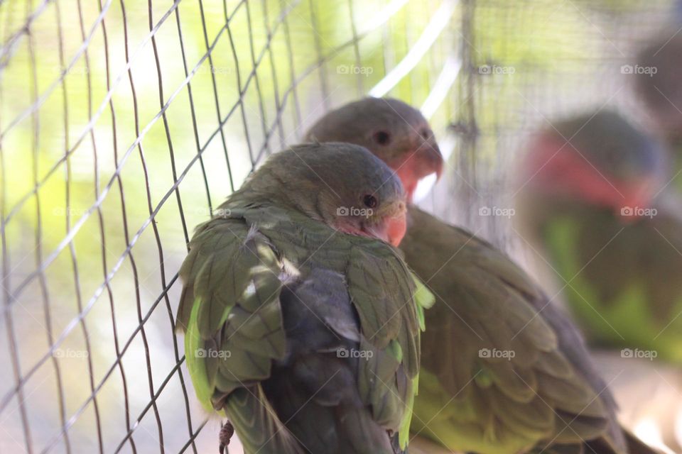 Cute little red and green contrasting coloured parrots cuddling their buddies against the wires of their enclosure