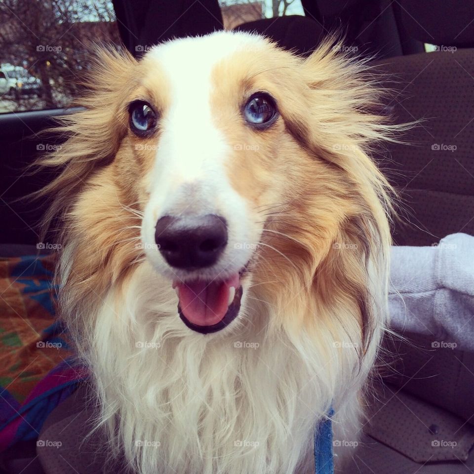 Bailey the Sheltie 