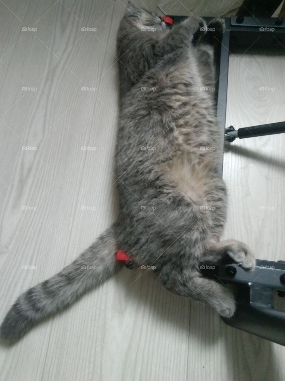 treadmill cat