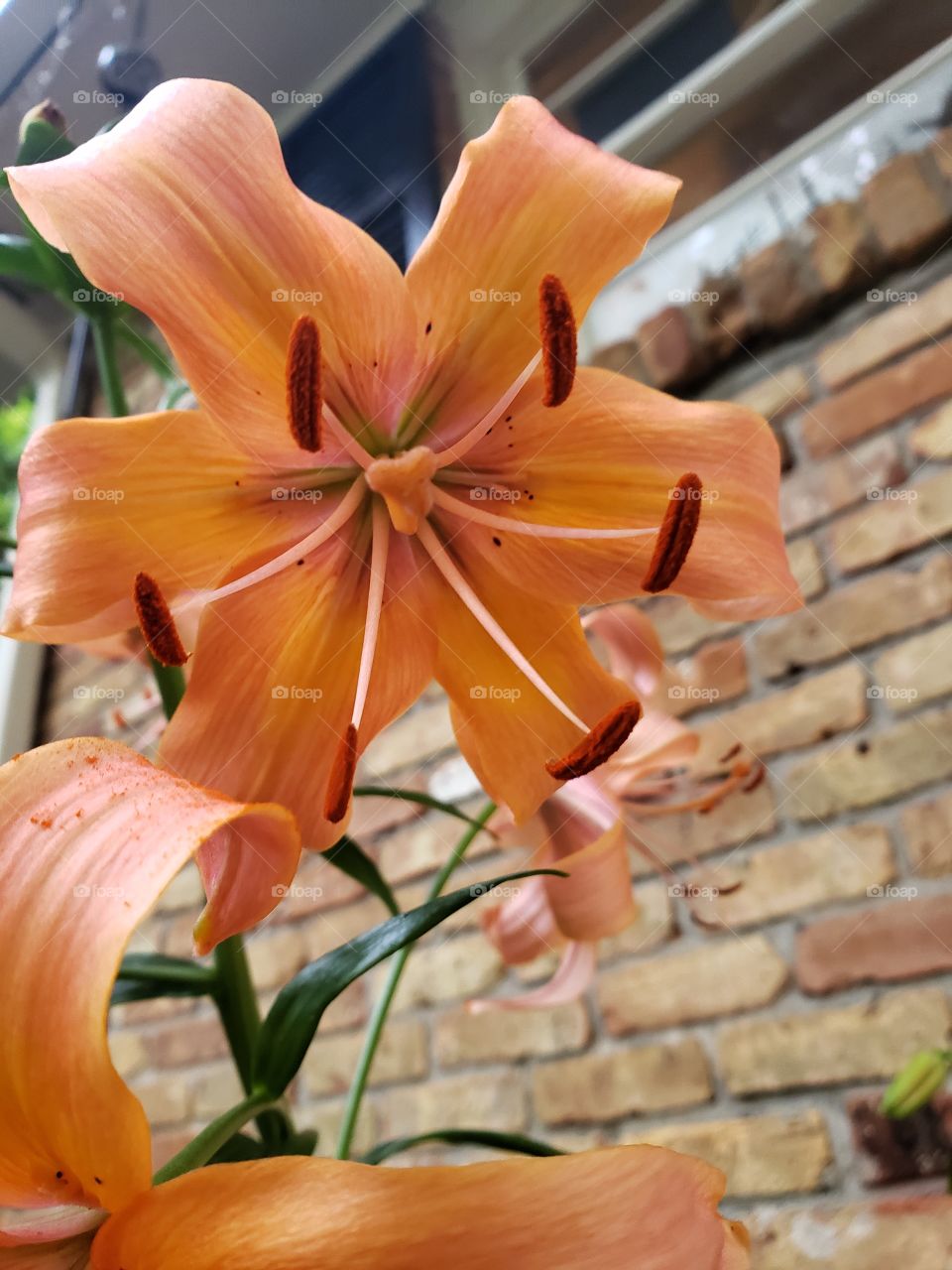 beautiful peach color royal lily with curled petals