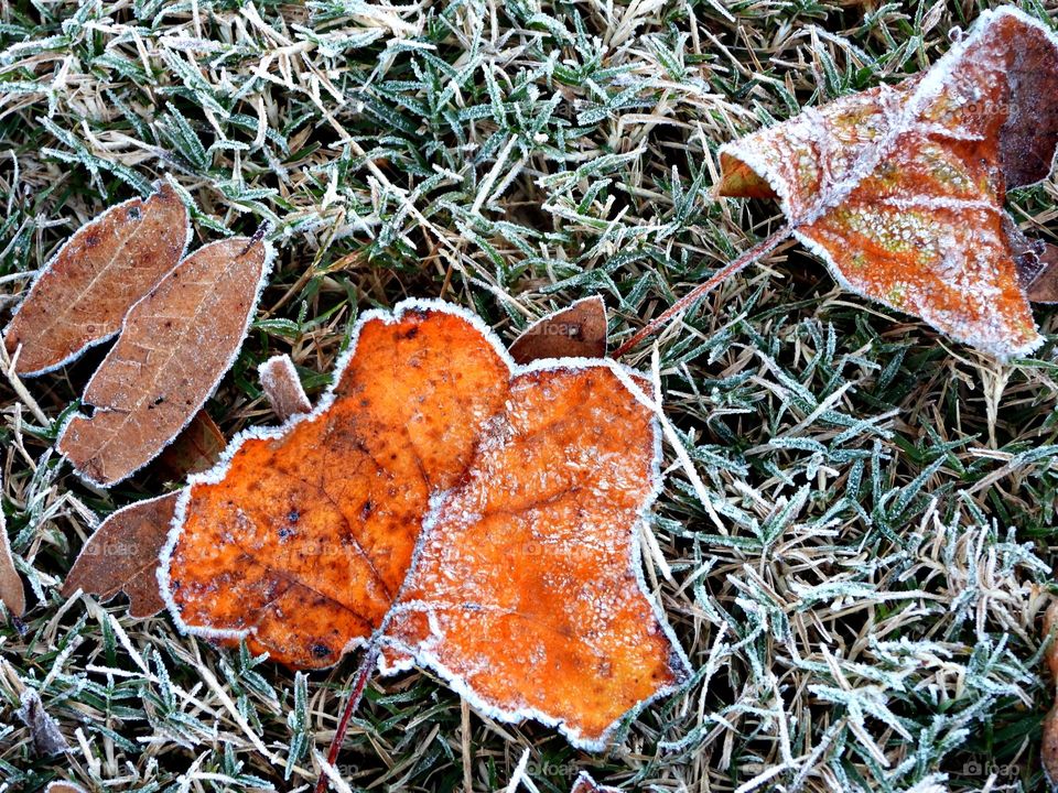 Surprise frost in Florida  (Golf Course) - Notice a coating of ice crystals, formed by moisture in the air overnight, among other things. This ice usually forms as white ice crystals or frozen dew drops on the grounds surface