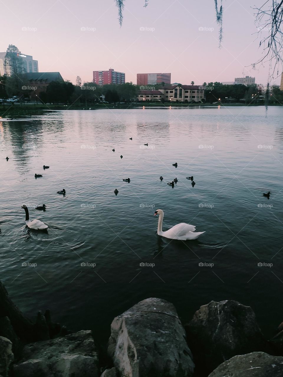 Swans of Lake Morton