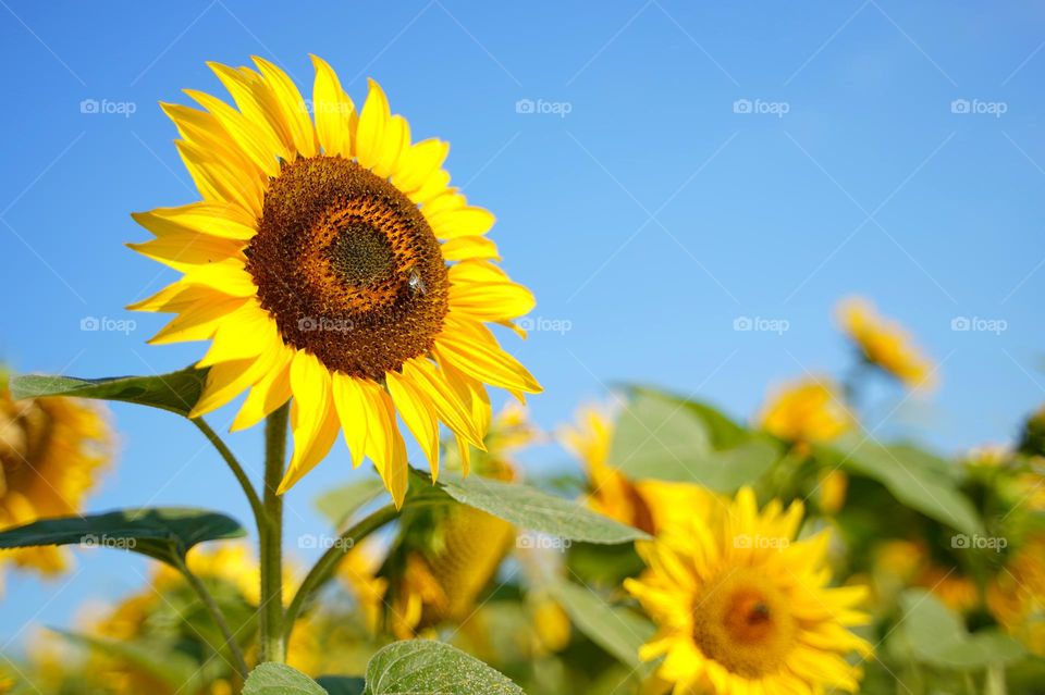 Bright yellow sunflowers against a blue sky