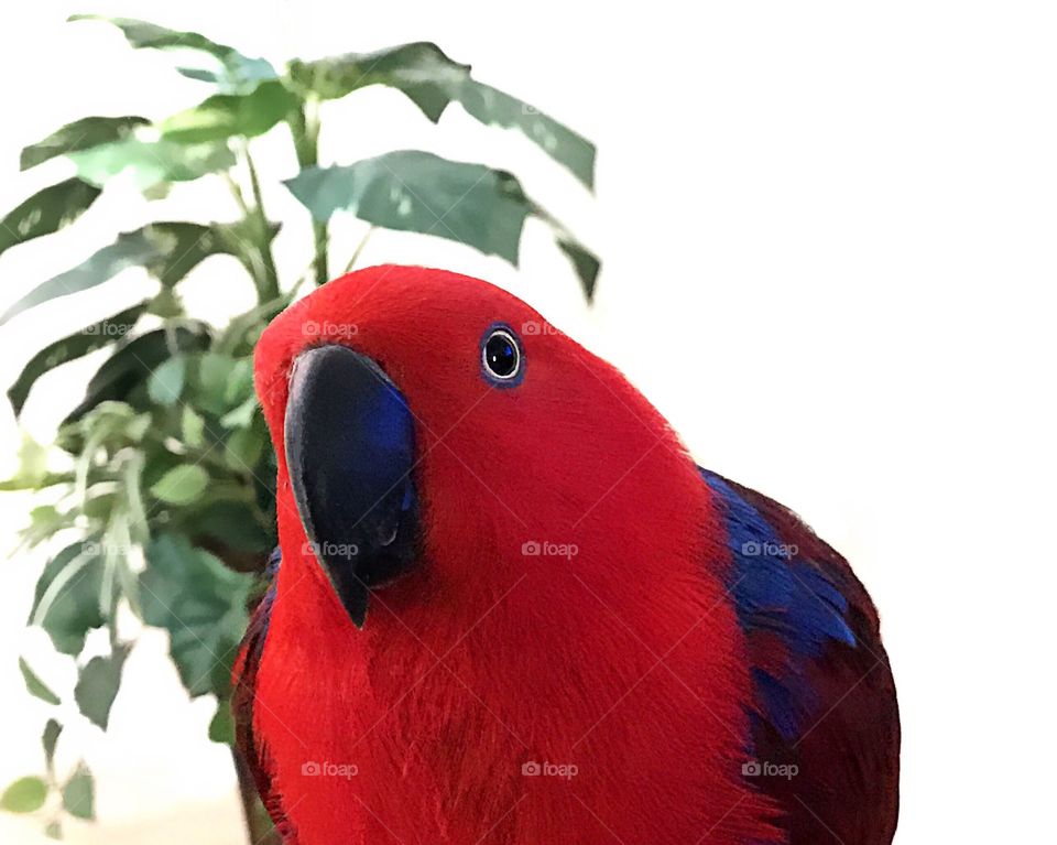 " Sadie " the Red Parrot 