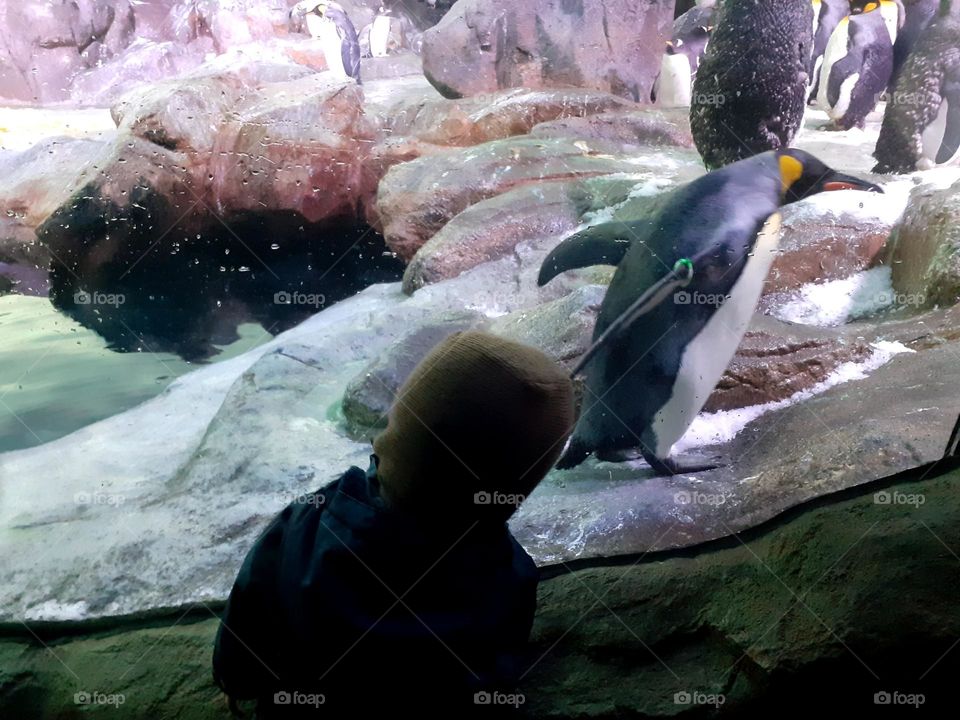 the child follows the penguin with his eyes - the child by the window