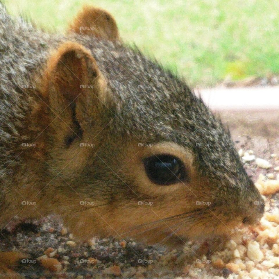 Fox Squirrel Face