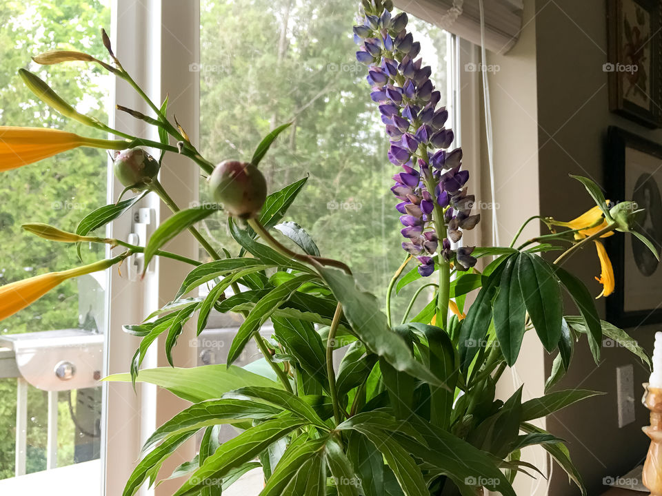 Floral bouquet by window indoors lupine, peonies