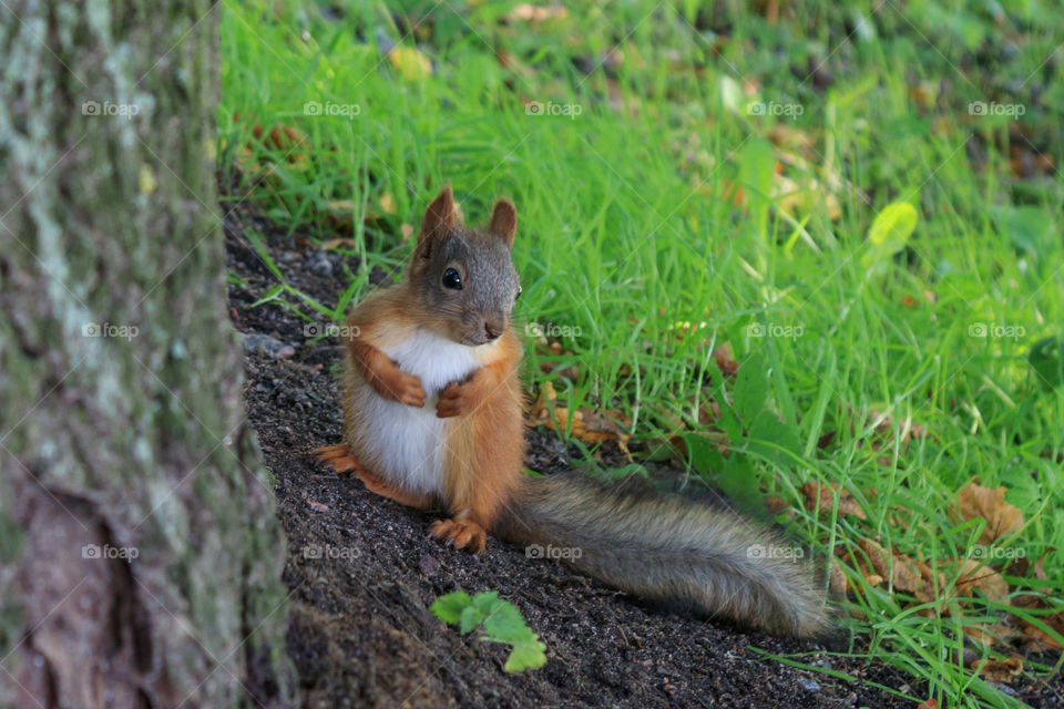 Meeting with a squirrel in the park