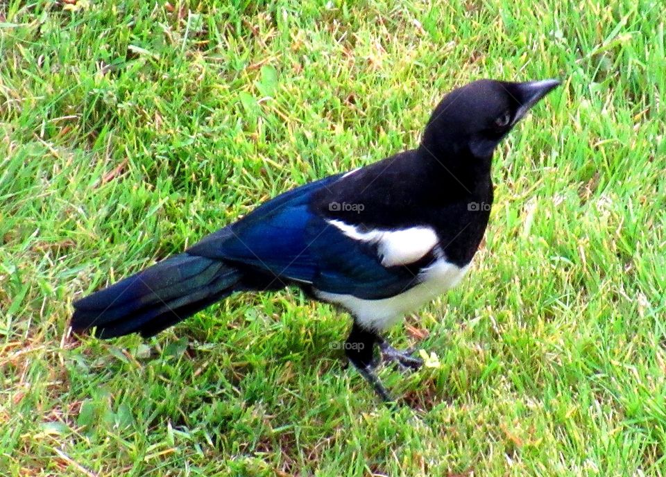 magpie