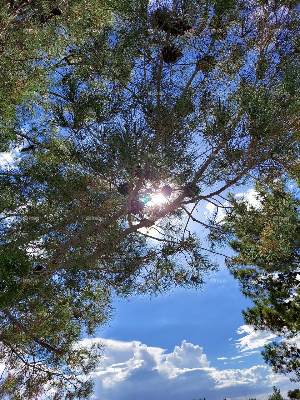 sun through the pine tree