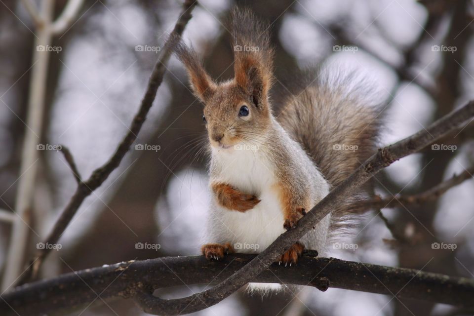 Squirrel on a tree 