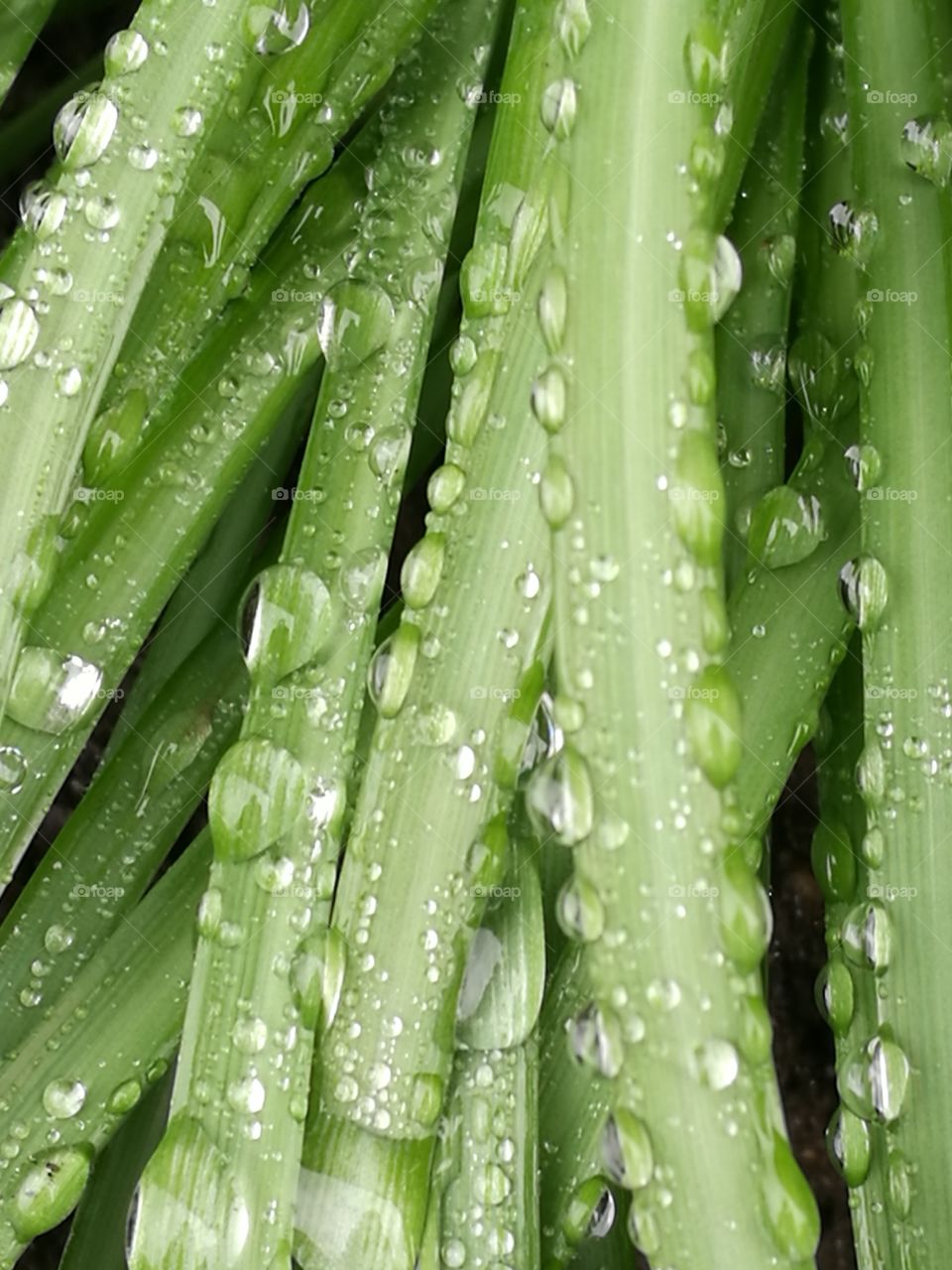 Blades Covered In Drops