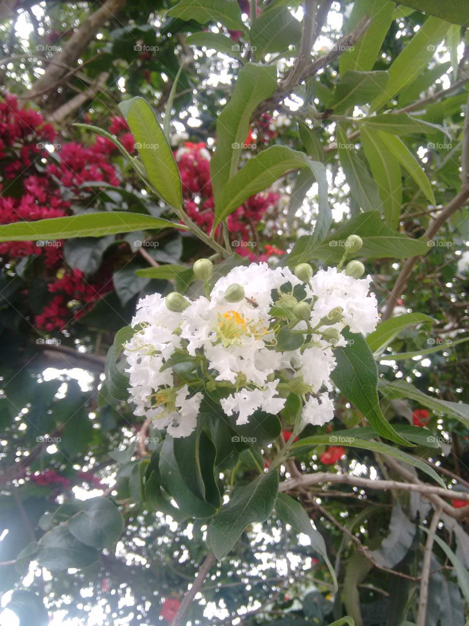 scented tree