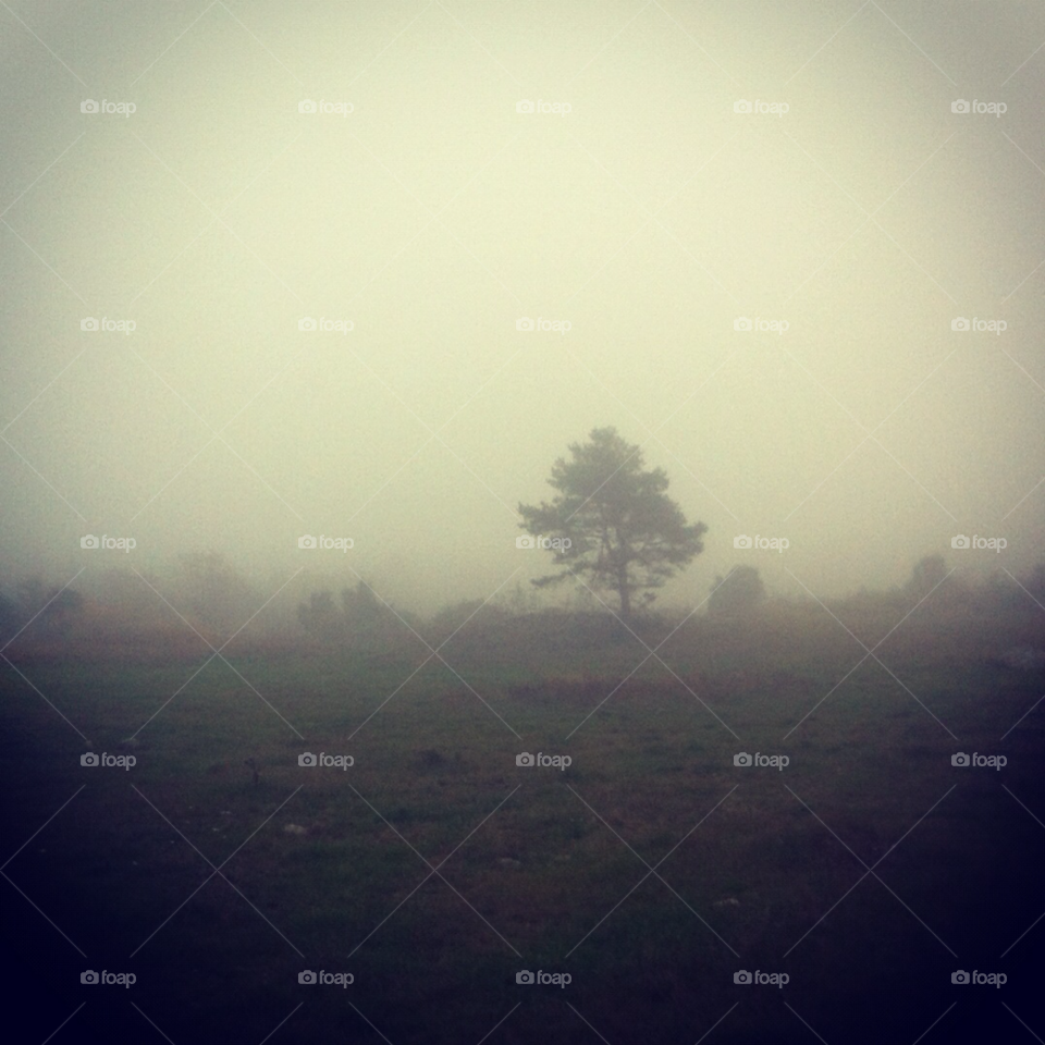 sweden tree mist fog by busefisan