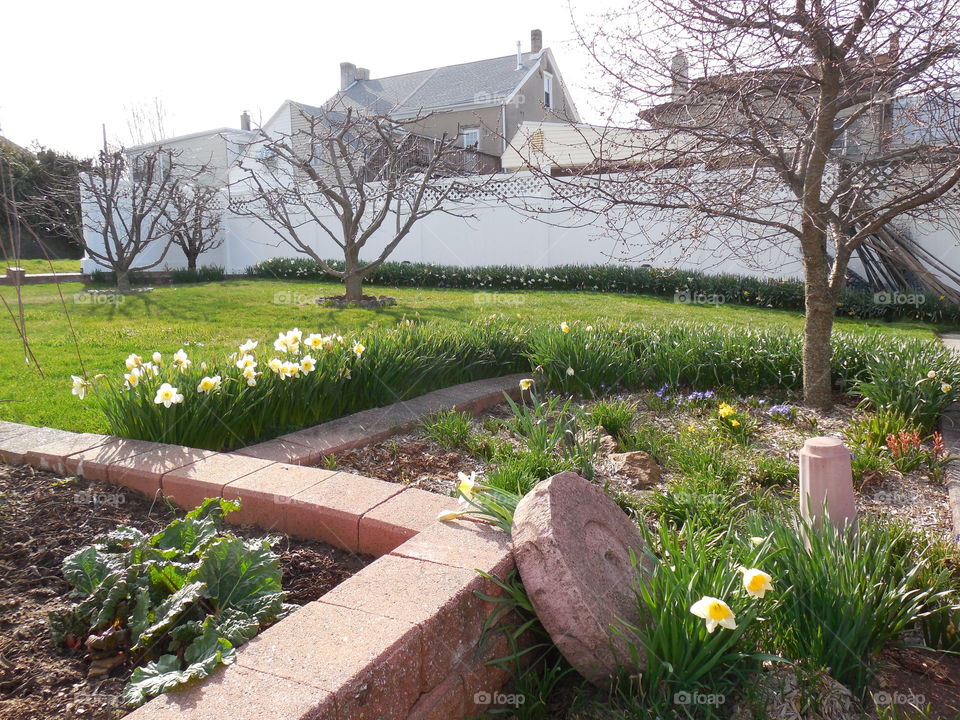 Daffodils in yard