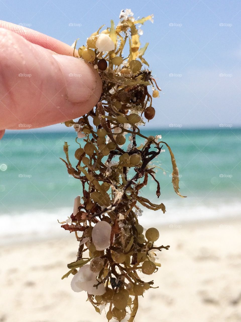 Seaweed 