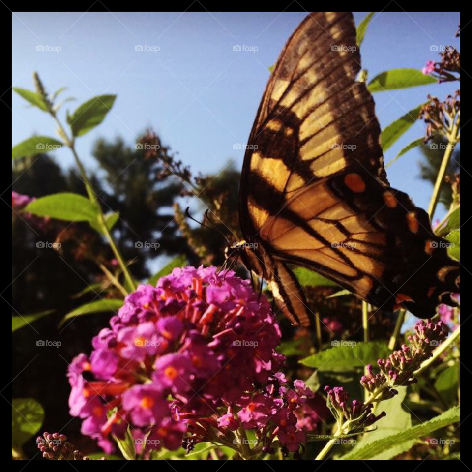 Butterfly bush in my backyard