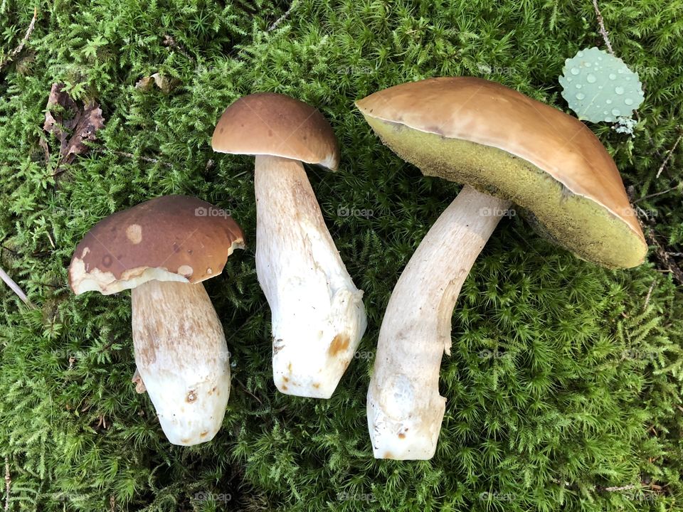 Cep